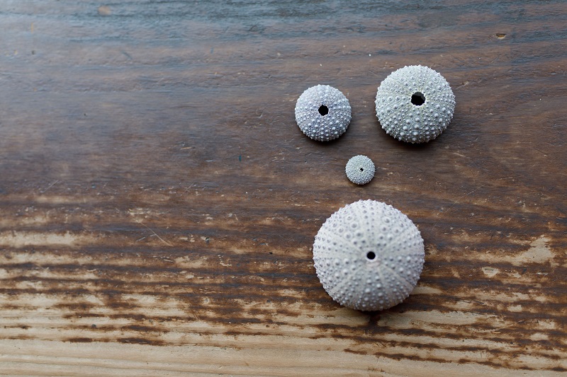 画像：ウニ玉の写真