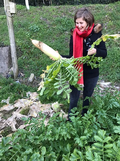 画像:海外からのゲストが、住職の畑の⽴派な⼤根を収穫する様⼦