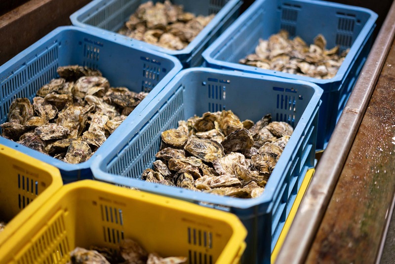 画像:出荷を待つマガキ