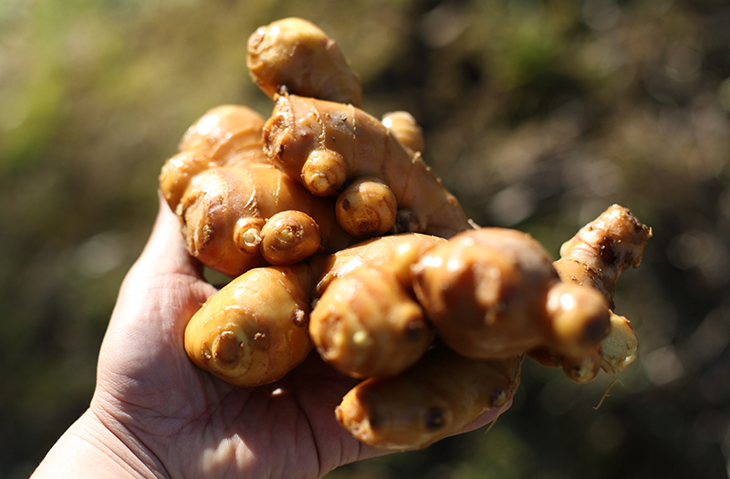 画像：米沢さんの生姜