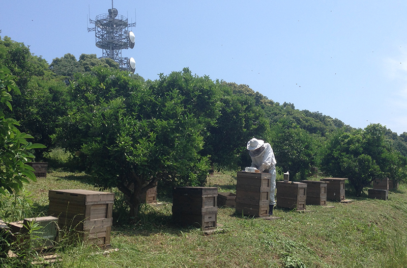 画像:養蜂場の様子