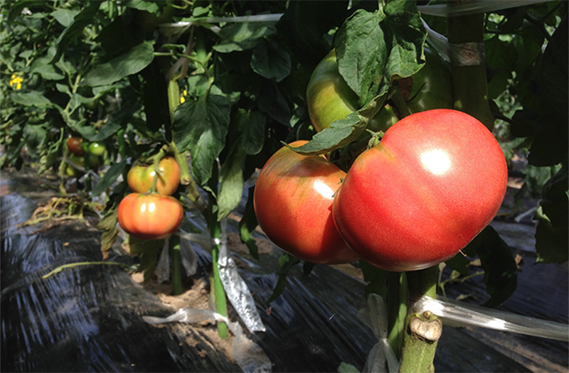 画像:トマトの写真