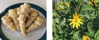 「キクイモ」の写真